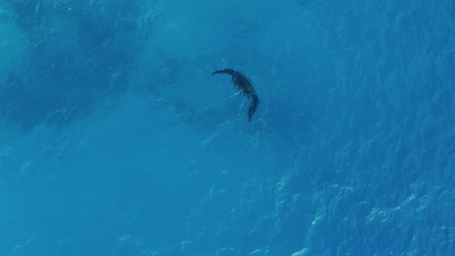 Beautiful Manta-Ray Swimming Beneath The Bright Blue Ocean  In Fiji - Aerial Shot