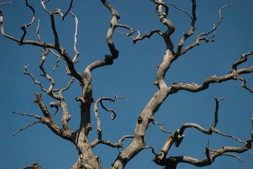 Tote Äste eines alten kahlen Baums zeigen in den blauen Himmel