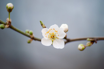 white cherry blossom on tree in spring in nature macro