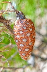 pine tree with pine cones in macro