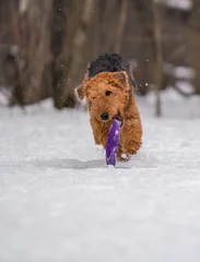 Foto op Aluminium Dog plays with a disc in the snow © kotopalych
