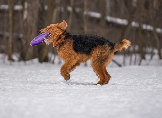 Dog plays with a disc in the snow