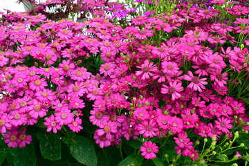 Beautiful of spring Cineraria stellata Maritima flowers (Senecio stellata) with green leaves under sunlight in the garden at spring or summer season.
