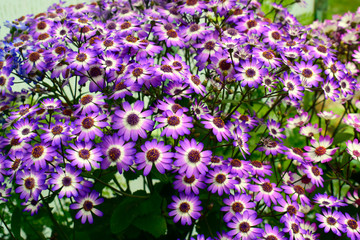 Naklejka premium Beautiful of spring Cineraria stellata Maritima flowers (Senecio stellata) with green leaves under sunlight in the garden at spring or summer season.