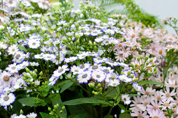 Beautiful of spring Cineraria stellata Maritima flowers (Senecio stellata) with green leaves under sunlight in the garden at spring or summer season.