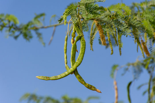 Green Ghaf Tree (prosopis cineraria) peas in the sunshine in the desert sand of United Arab Emirates (UAE) with blue sky and sand in background.