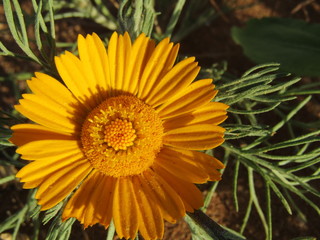 If I had a single flower for every time I think about you, I could walk forever in my garden