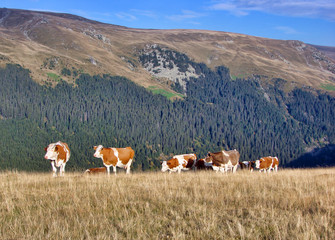 Obraz premium Cows climb on the mountain