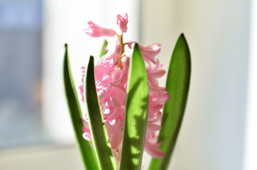 Flower of pink hyacinth in the rays of the sun on a window in a house.