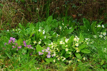 Primevères sauvages