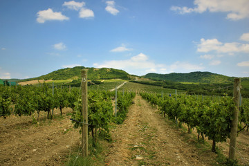 Fototapeta na wymiar view of green ripening vineyards on the background of mountains