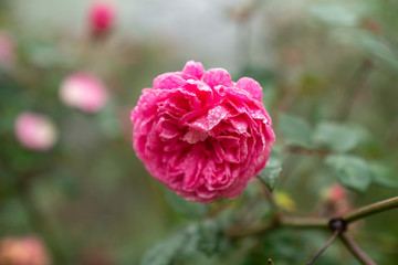 Pink rose flower in garden with background blurred