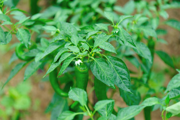 Green pepper plants in growth at vegetable garden