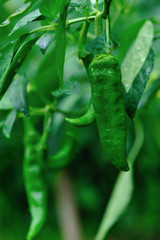 Green pepper plants in growth at vegetable garden