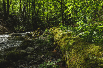 Obraz premium Nice panoramic landscape of the black forest region, Germany. Schwarzwald.