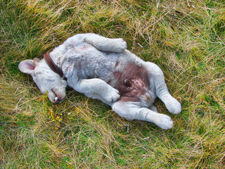 Dog smoking finished cigarette then went to sleep
