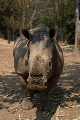 Obraz premium Rhinoceros