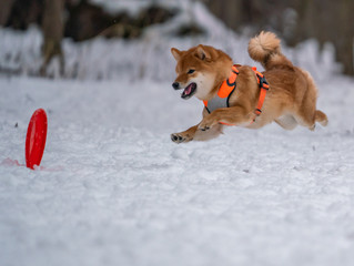 Dog plays with a disc in the snow