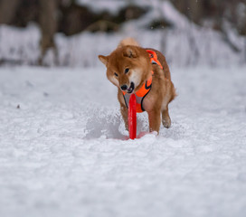 Dog plays with a disc in the snow