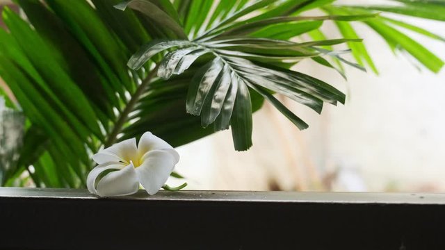 White flower of frangipani on table under hanging branch of palm tree with green leaves. concept of tourism and travel in Asia.