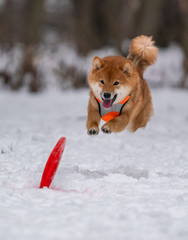 Dog plays with a disc in the snow