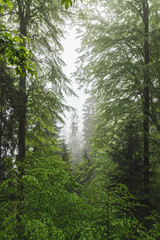 Obraz premium Views of the green forest with fog and rain, Black Forest, Germany.