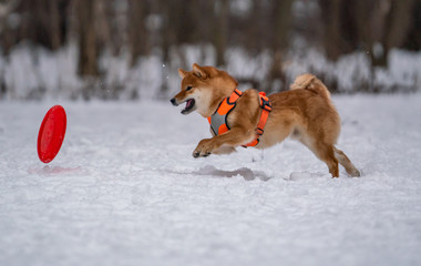 Dog plays with a disc in the snow