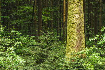 Fototapeta na wymiar Nice detail of the Black Forest, Germany. Schwarzwald. view of the logs and the darkness of the forest.
