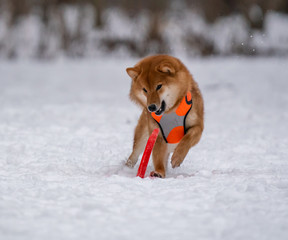 Dog plays with a disc in the snow