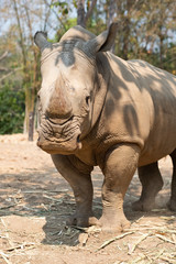 Obraz premium Rhinoceros