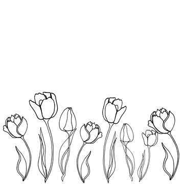 Hand drawn tulips flower on white background vintage  illustration sketch nature plant line illustration floral art drawing graphic outline design symbol