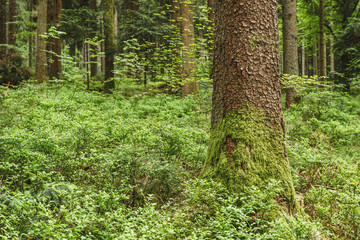 Obraz premium Nice detail of the Black Forest, Germany. Schwarzwald. Forest vegetation detail.