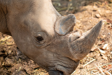 Fototapeta premium Rhinoceros