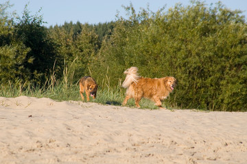 Zwei Hunde toben zusammen am Strand