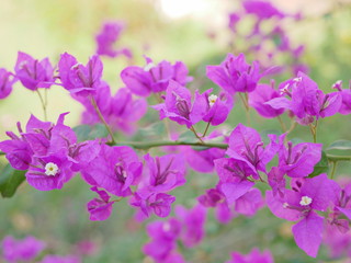 Fototapeta na wymiar Selective focus of purple / pink bougainvillea flowers in a garden on a bright sunny day