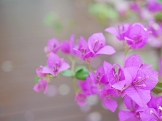 Fototapeta na wymiar Selective focus of purple / pink bougainvillea flowers in a garden on a bright sunny day