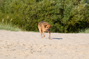Hund rennt am Strand entlang