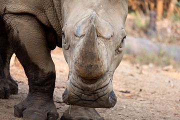 Obraz premium Rhinoceros