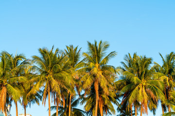 Fototapeta na wymiar Palm trees with coconut under blue sky