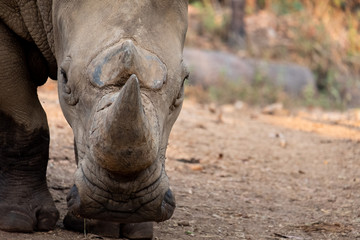 Obraz premium Rhinoceros