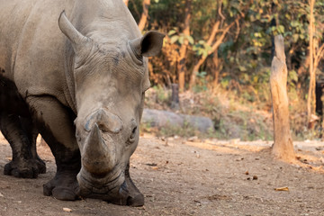 Fototapeta premium Rhinoceros