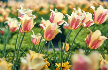 Beautiful flower tulips blooming on background of blurry red tulips flower.