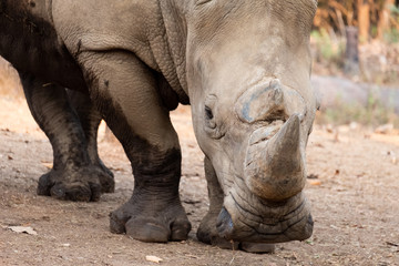 Obraz premium Rhinoceros