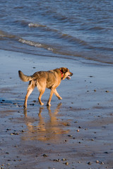 Fototapeta na wymiar Hund am Meer