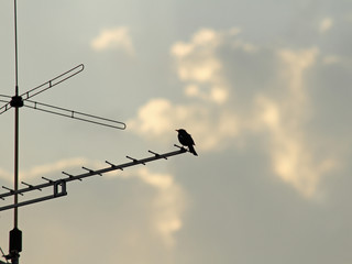 Amsel auf Antenne