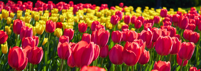 Red tulip flower bloom on background of yellow tulips flowers on tulips field.