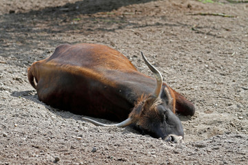 schlafendes Wildrind