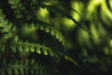 Lovely green fern with colourful bokeh