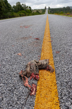 Road Kill In South Africa