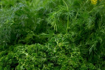 Fresh herbs, parsley and rosemary